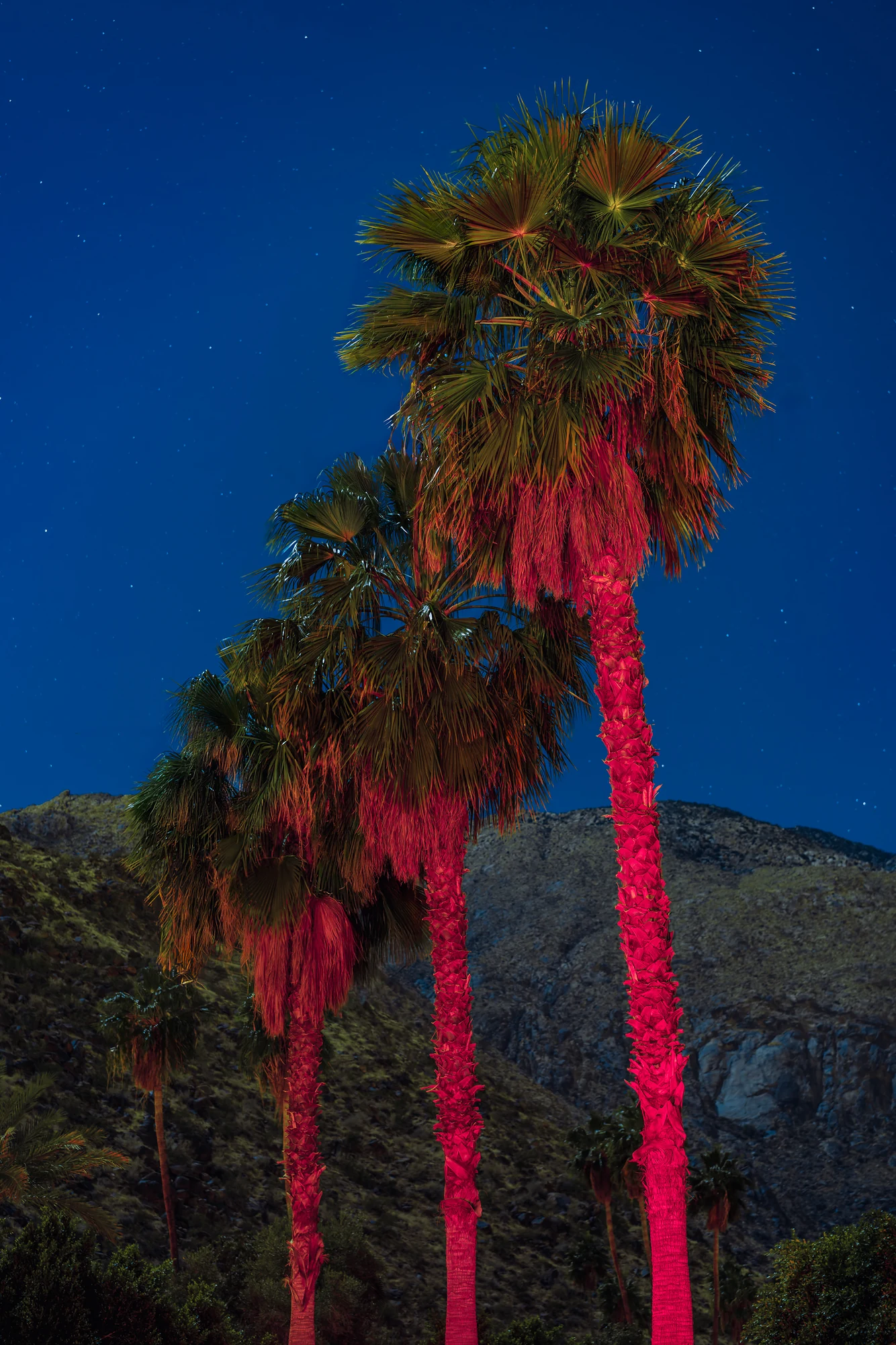 Three tall palm trees with trunks lit hot pink against a deep blue starry sky and a dark rocky mountain.