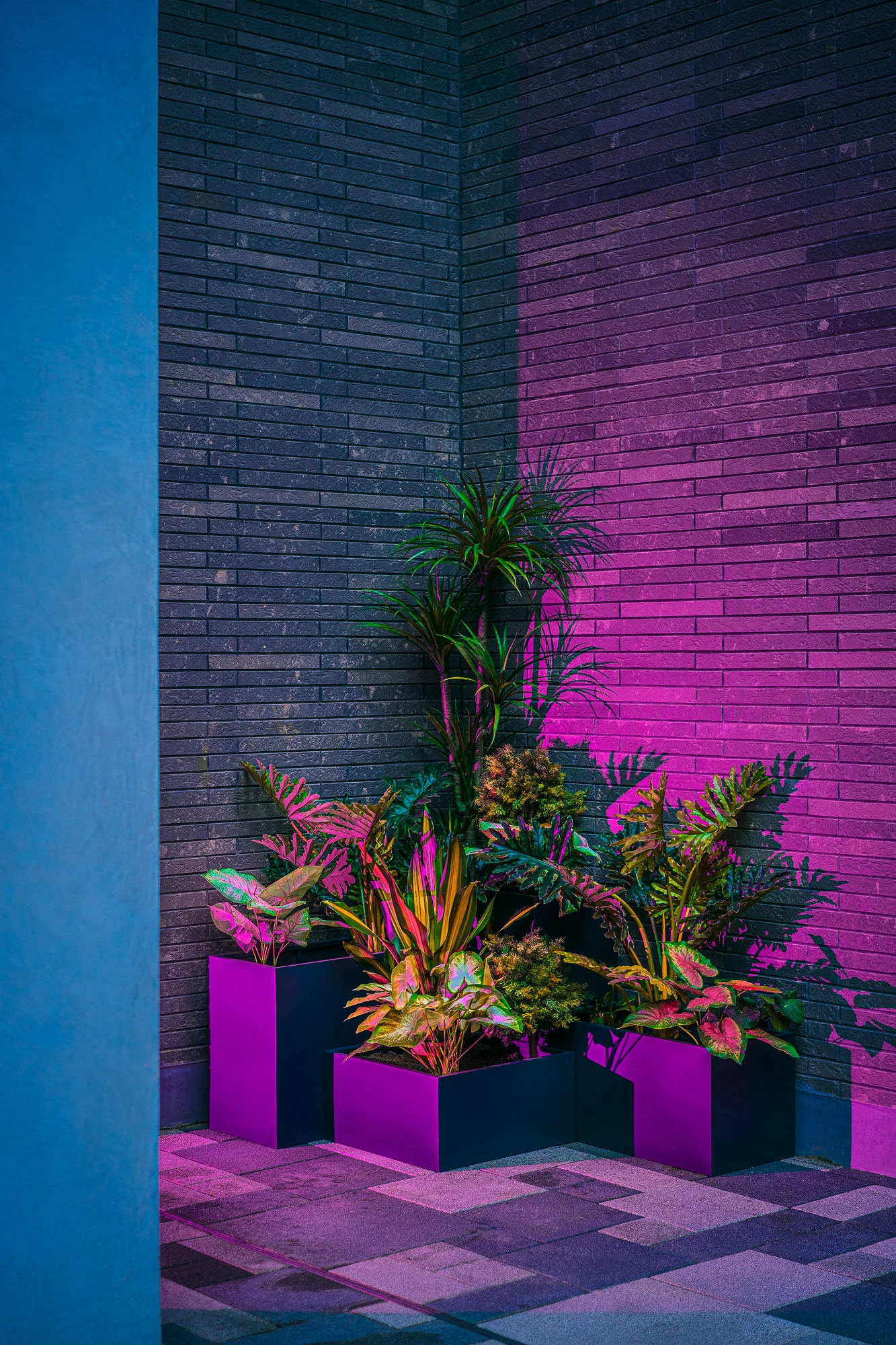 Jardinières cubiques violettes avec plantes tropicales dans l’angle d’un mur de brique sombre éclairé en magenta et bleu la nuit.