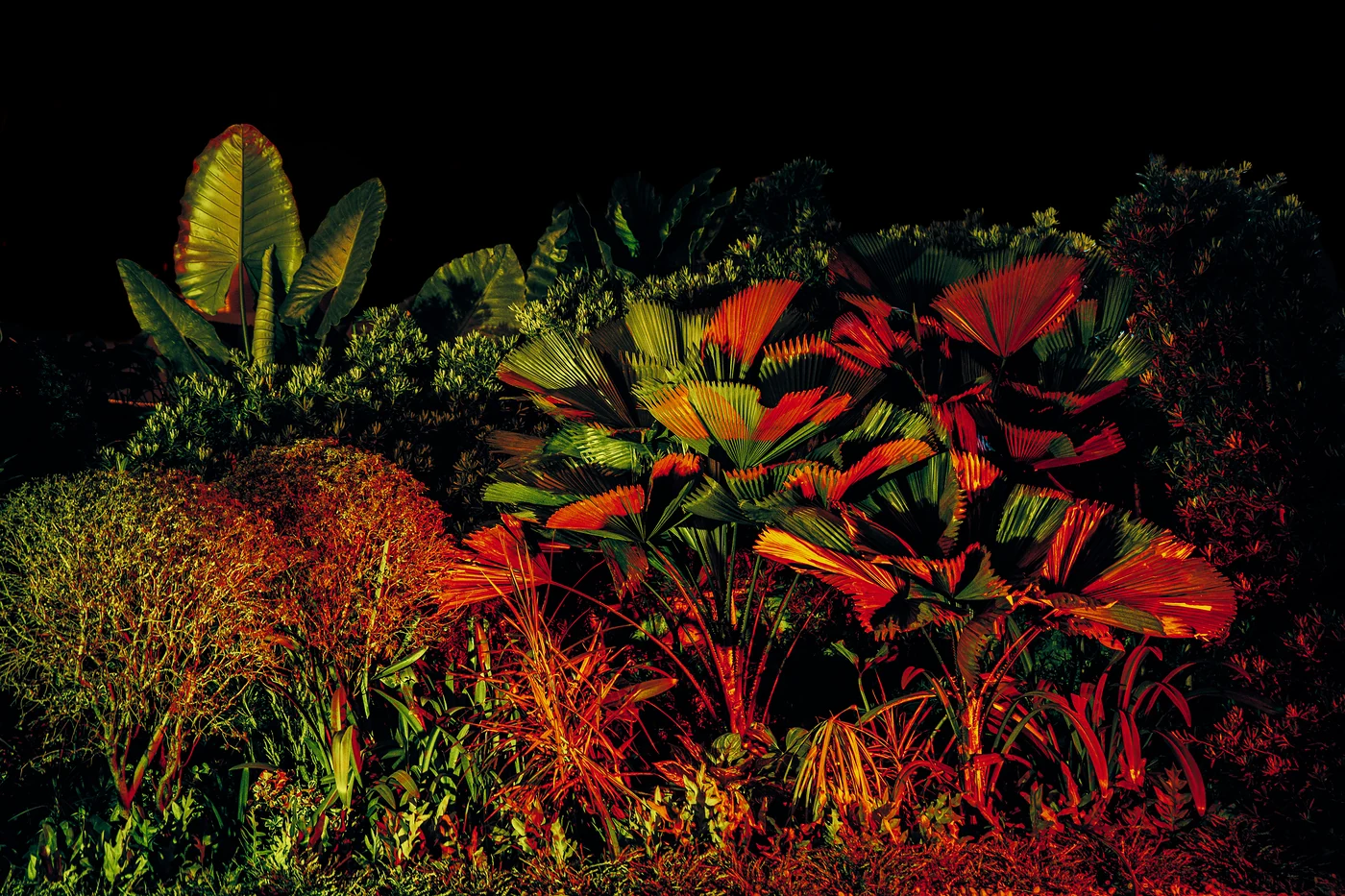 Dense tropical garden of fan palms, elephant ears and grasses lit red, orange and green against a black background.