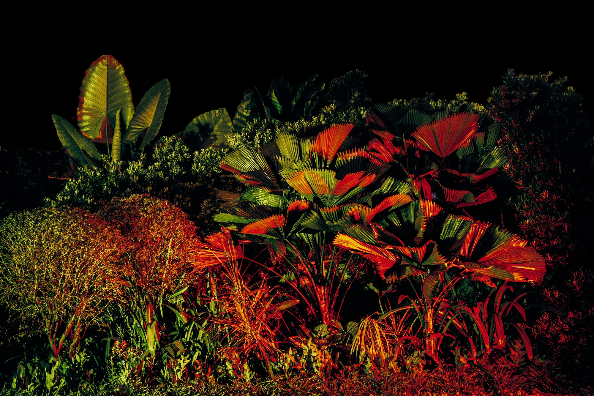 Jardin tropical dense de palmiers éventail, oreilles d’éléphant et herbes éclairés en rouge, orange et vert sur fond noir.