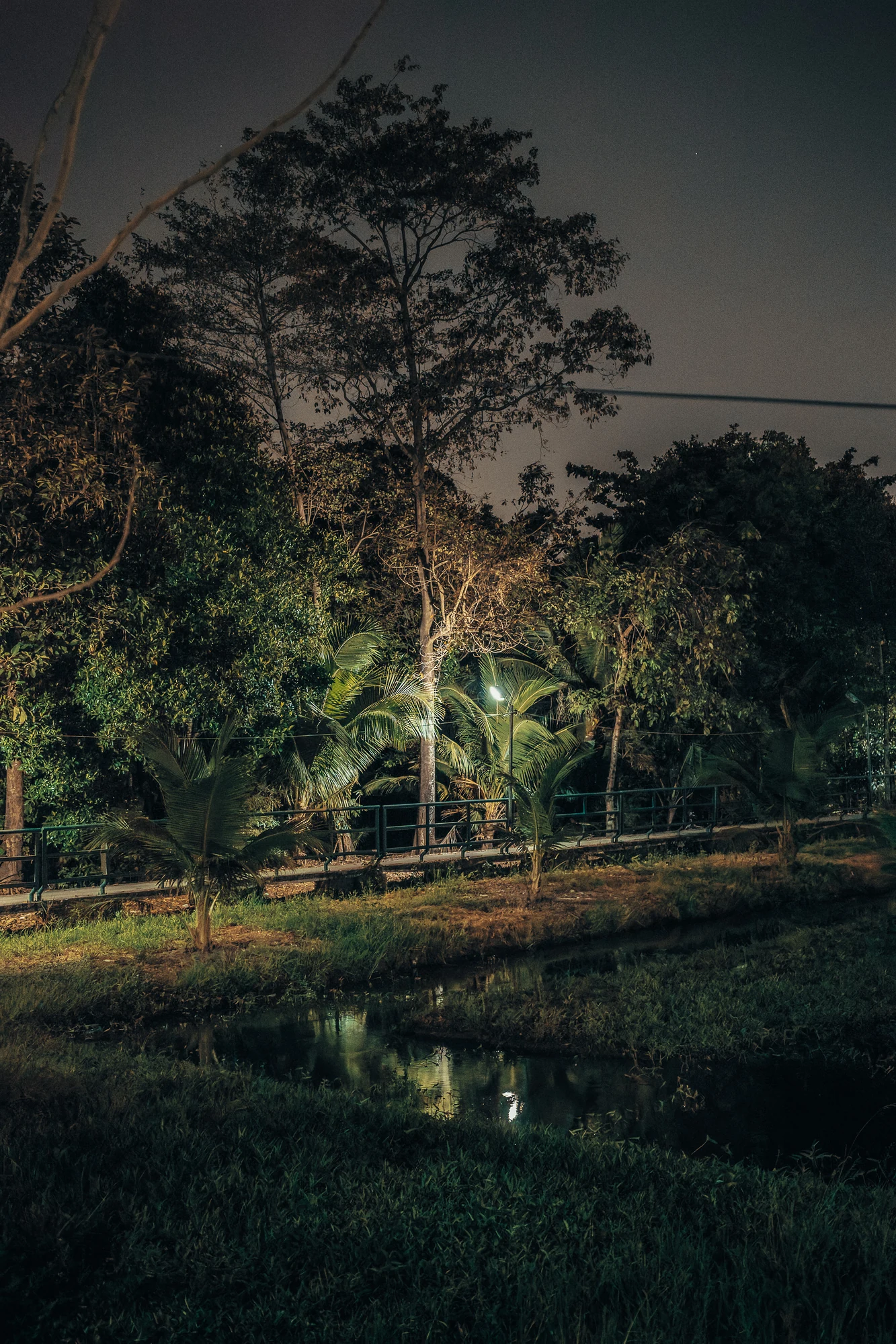 Canal with reflections of a streetlight among palms and tall trees at night, a railing along a path behind.