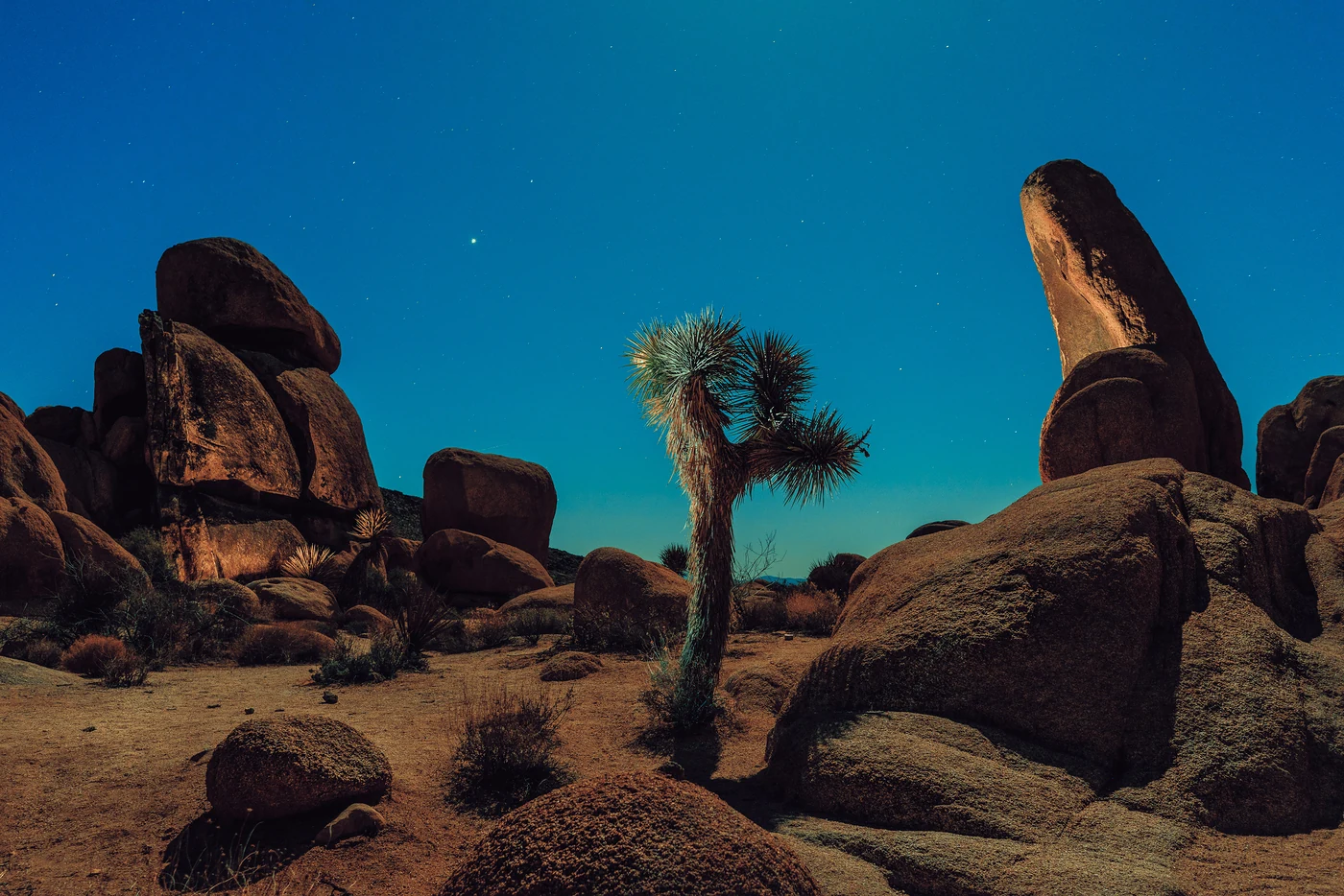 Arbre de Josué solitaire entre de grands blocs de granit la nuit sous un ciel bleu profond étoilé, parc national de Joshua Tree.