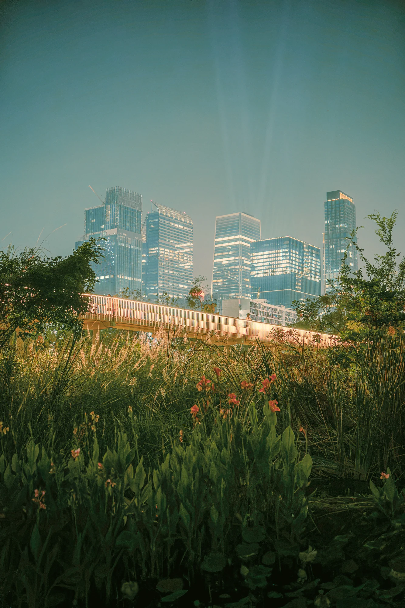 Gratte-ciel de verre brillant au-dessus d’une passerelle de parc éclairée, hautes herbes et fleurs rouges au premier plan, la nuit.