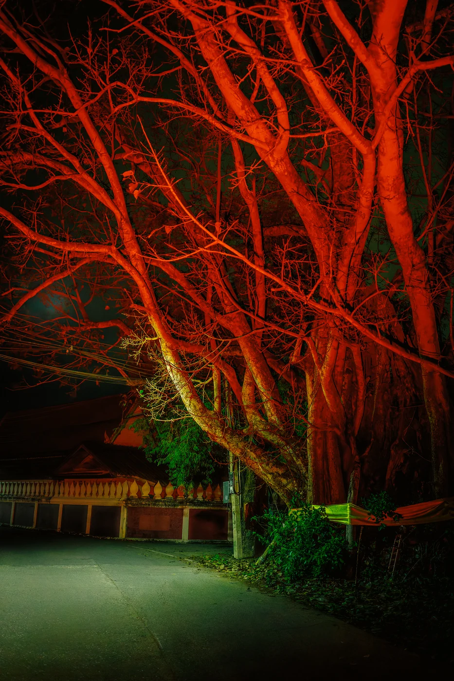 Immenses arbres aux grandes branches nues éclairés en rouge au-dessus d’une route tranquille la nuit, un muret décoratif derrière.