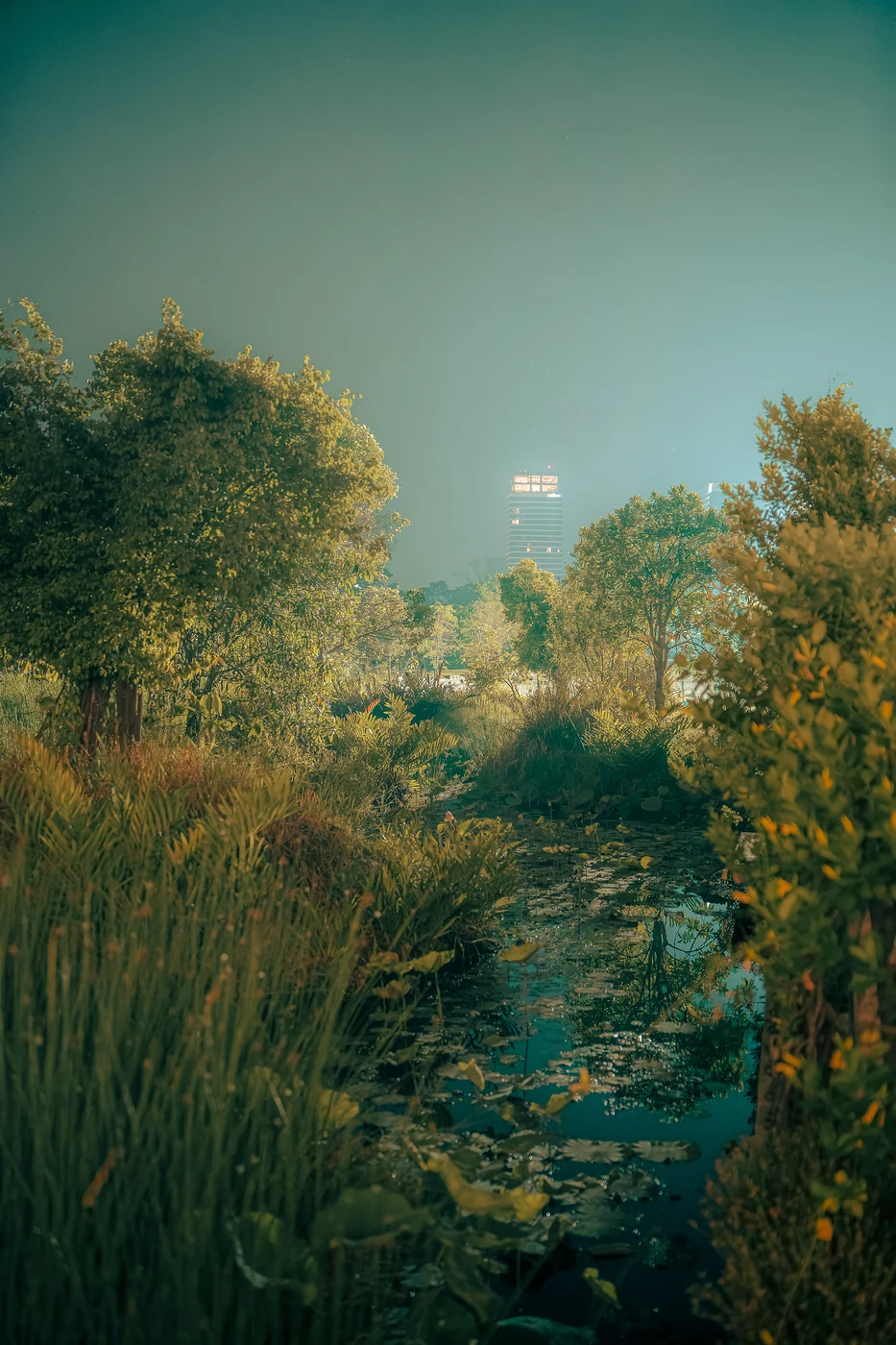 Canal étroit couvert de nénuphars entre arbres et hautes herbes la nuit, une tour éclairée au loin dans la brume.